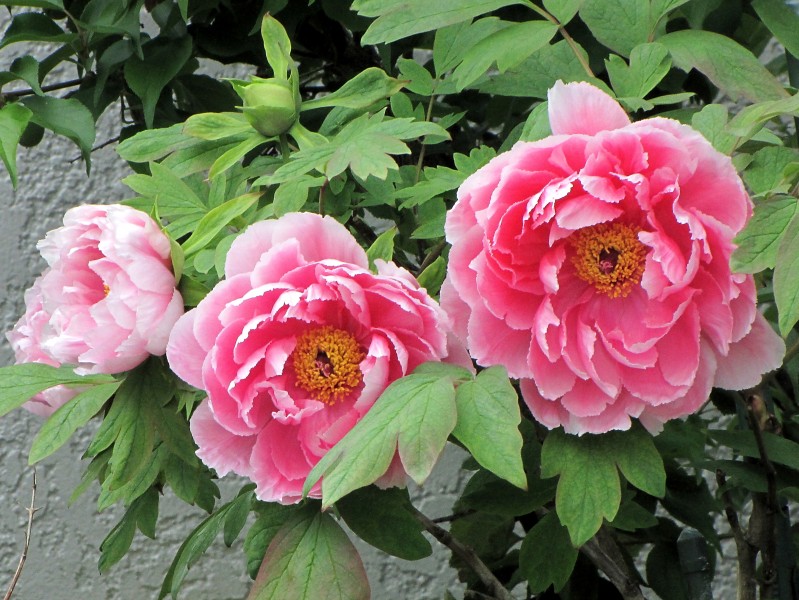 「生肖」下个月，迎来高质量的桃花运，姻缘到，跟真爱一见钟情的四大生肖