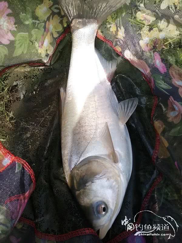 「」一招制敌！疯狂飞饼诱钓大草鱼！