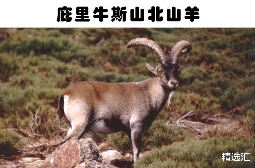 科学家|未来可能会重新出现在世界上的9个已经灭绝的生物