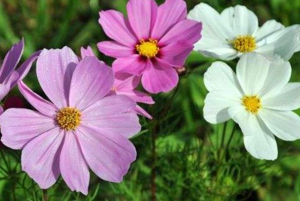 生肖|9月15日开始，好运连连，事业有成，财神撑腰的4大生肖