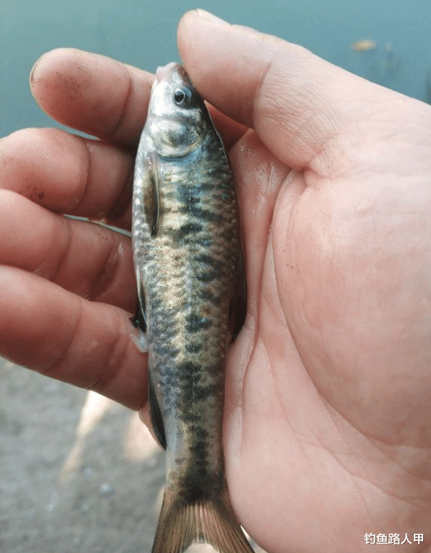 饵料|怎样快速突破钓鱼新手期？掌握这几个细节，包你钓技一天比一天高