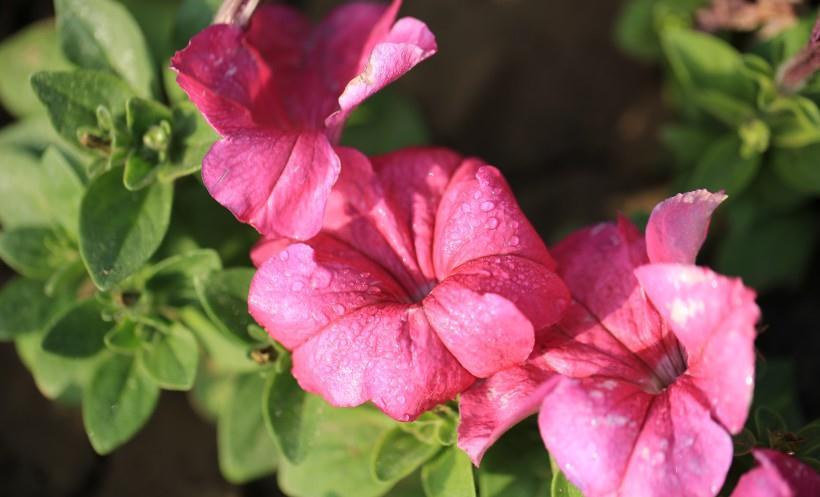 运势|九月份中旬开始，好命好运，鸿运当头，赚得腰包鼓鼓的四大生肖