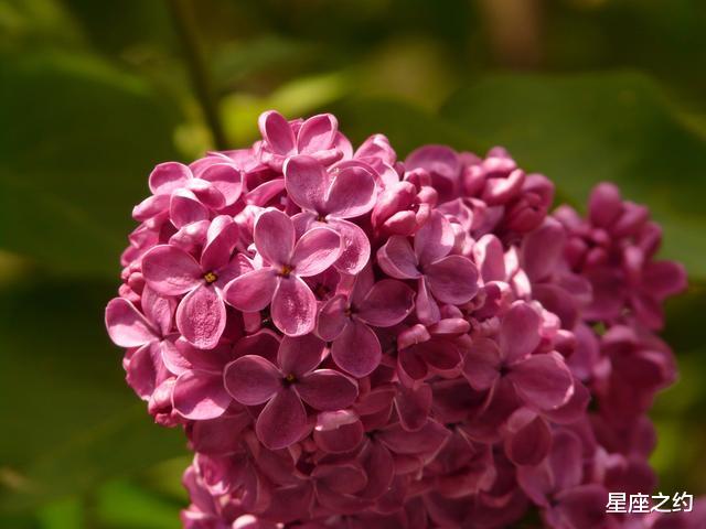 运势|从8月份开始，不再牵挂，忍痛割爱，另觅佳缘的三大星座