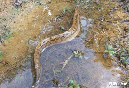 案件通报|酷似泥鳅的刀鳅，起初没人吃，钓鱼人嫌晦气，如今100一斤买不到