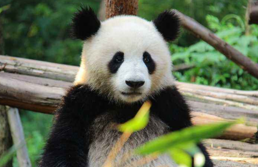 |在动物界，子女离开父母多年后，再见还会认识对方吗？