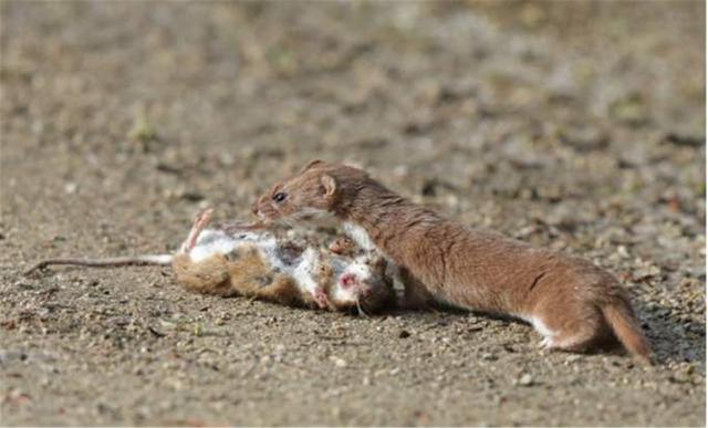 黄鼠狼|为何老一辈说黄鼠狼不能杀，科学研究表明，不是迷信，真的不能杀