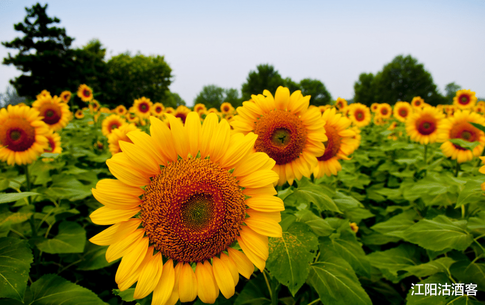 生肖■6月23号偏财运大旺,惊喜连连的3生肖,买不买彩票自己看