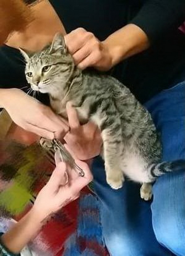 戏精猫咪讨厌剪指甲，每次想用自己的表情，希望能让主人放过它