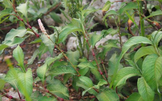 |此物可代替渔具，汁液能麻醉鱼，价值也很高，你们认识吗