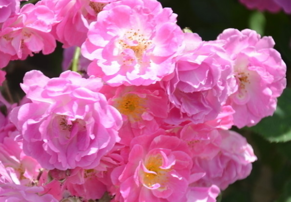 李天佑@7月里喜事多多,4属相吉人天佑,金运缘厚,一路贵人运旺