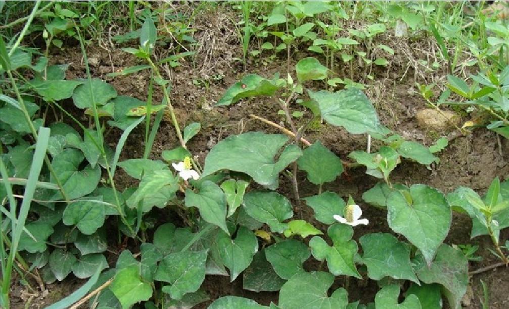 尼古丁|尼古丁“死对头”发现了，吸烟者常吃一点，清肺解毒，肺慢慢变好