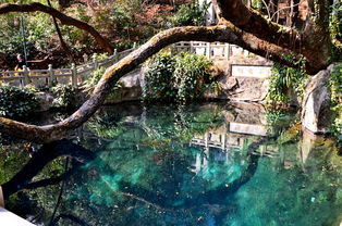 『蝴蝶泉』人间仙境，梦幻之池