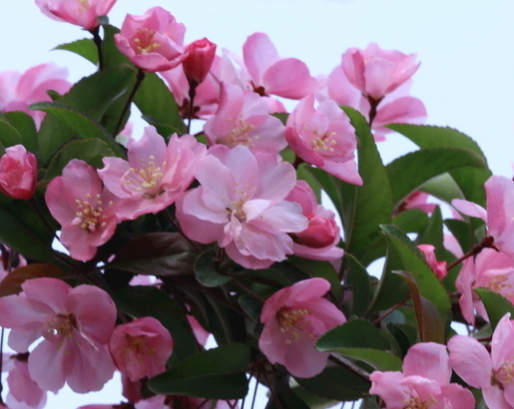 运势|11月底，吉星照耀，4属相运势攀升，财路大开，好运连连