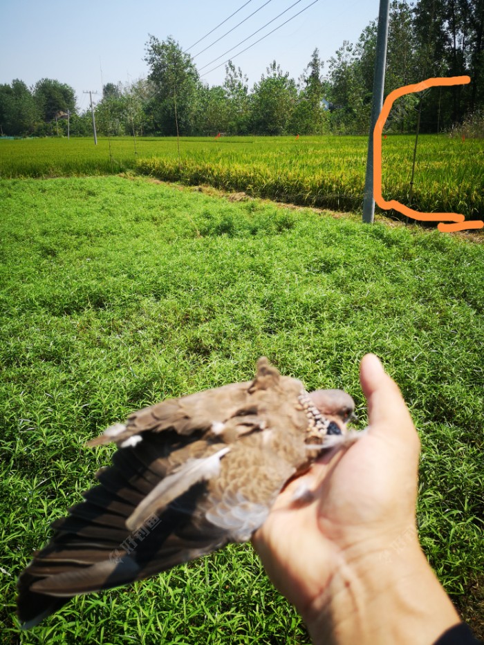 医生|许久末玩，甚是惨淡