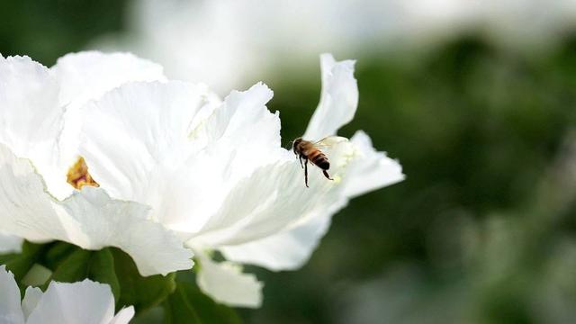 生肖|能赚会花的星座女，可以成为家庭的主心骨，让人有安全感
