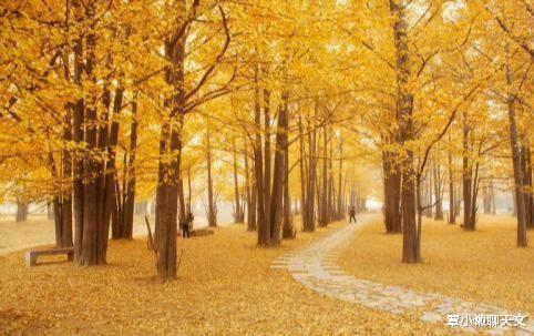 濒危物种@满大街的银杏，为何濒危程度比大熊猫还要高？