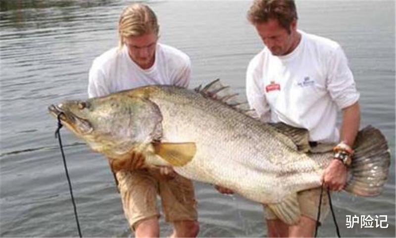 水底奥秘|全球最大淡水鱼,体长可达2米,来到中国却出现“生存危机”