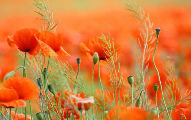 生肖|8月有贵人帮，9月有财运到，3生肖越是付出，回报越多，富贵多金