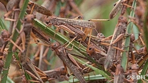 「印度」印度哭到没眼泪！上万亿蝗虫吃垮印度？蝗虫没能力入侵中国境内