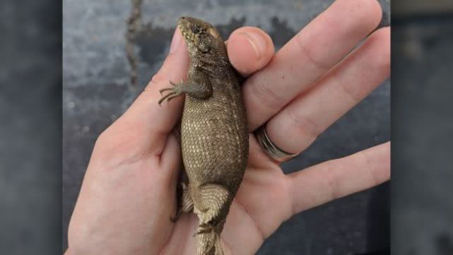 ：体内含有身体80%的便便是什么感受？佛罗里达的蜥蜴打破世界纪录