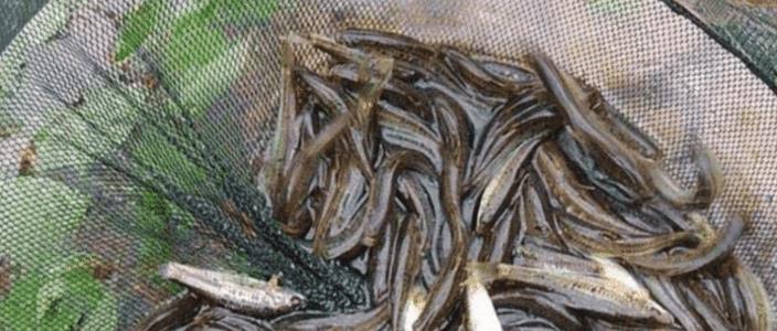 『食蚊鱼』因为外表漂亮而被各国纷纷引进,现在入侵了大半个地球,成灾害后让人后悔不已