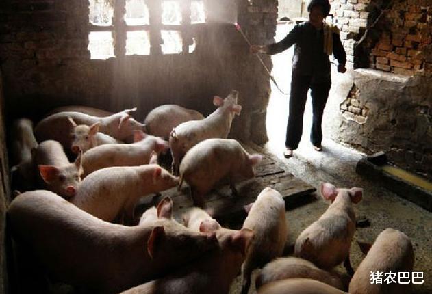 生猪价格|猪价“12连跌”，难道猪市要跌落18元以下？看完心里有数了！