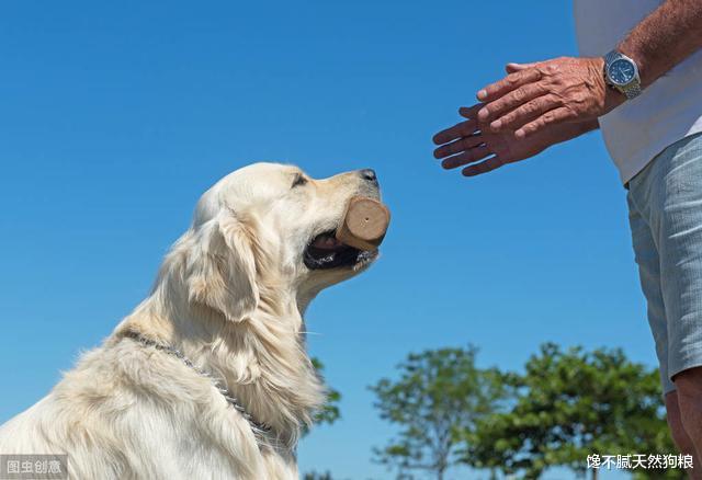 训练狗狗的最佳时间，你错过了吗？