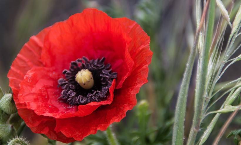 「运势」下周起运势旺盛，好运源源不断地到来，吉祥如意的四属相