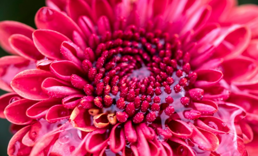 |九月上旬开始,家财万贯,前程光明,金银堆满屋的4生肖