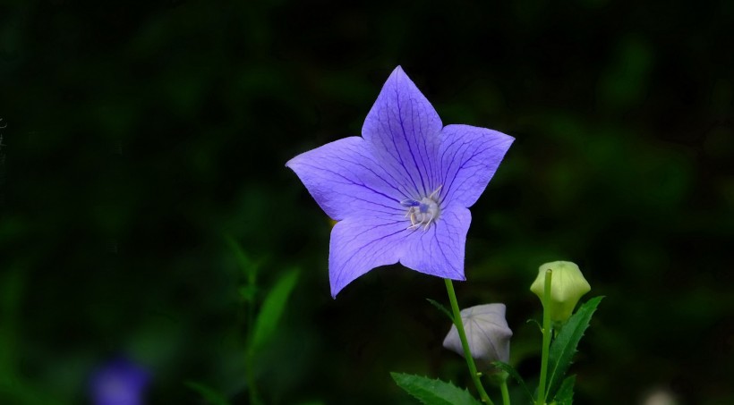 『双鱼座』下个月，明月寄相思，千里系姻缘，将与前任破镜重圆的四大生肖