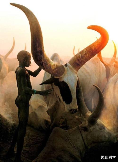 撒哈拉沙漠|“牛魔王”在世，逆天生长的大牛角达2.5米，正逐步走向灭绝