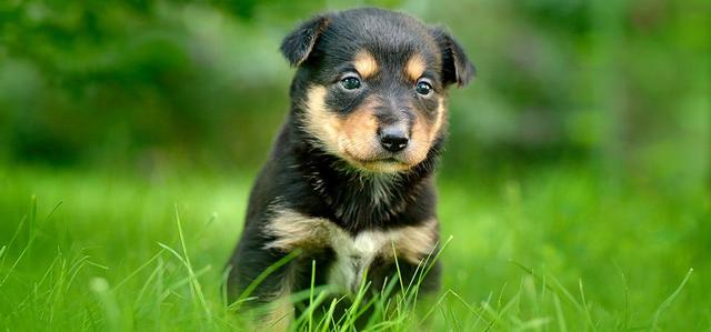 犬白内障相关知识：幼犬也可能是患者，而病因就是遗传的基因