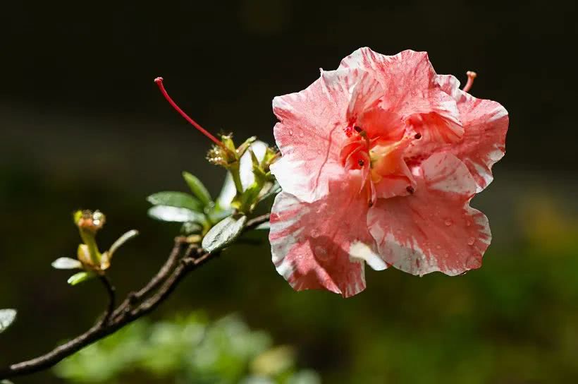 『运势』6月上旬期间，喜鹊搭桥，姻缘来袭，前任袭来有望复合的四大生肖