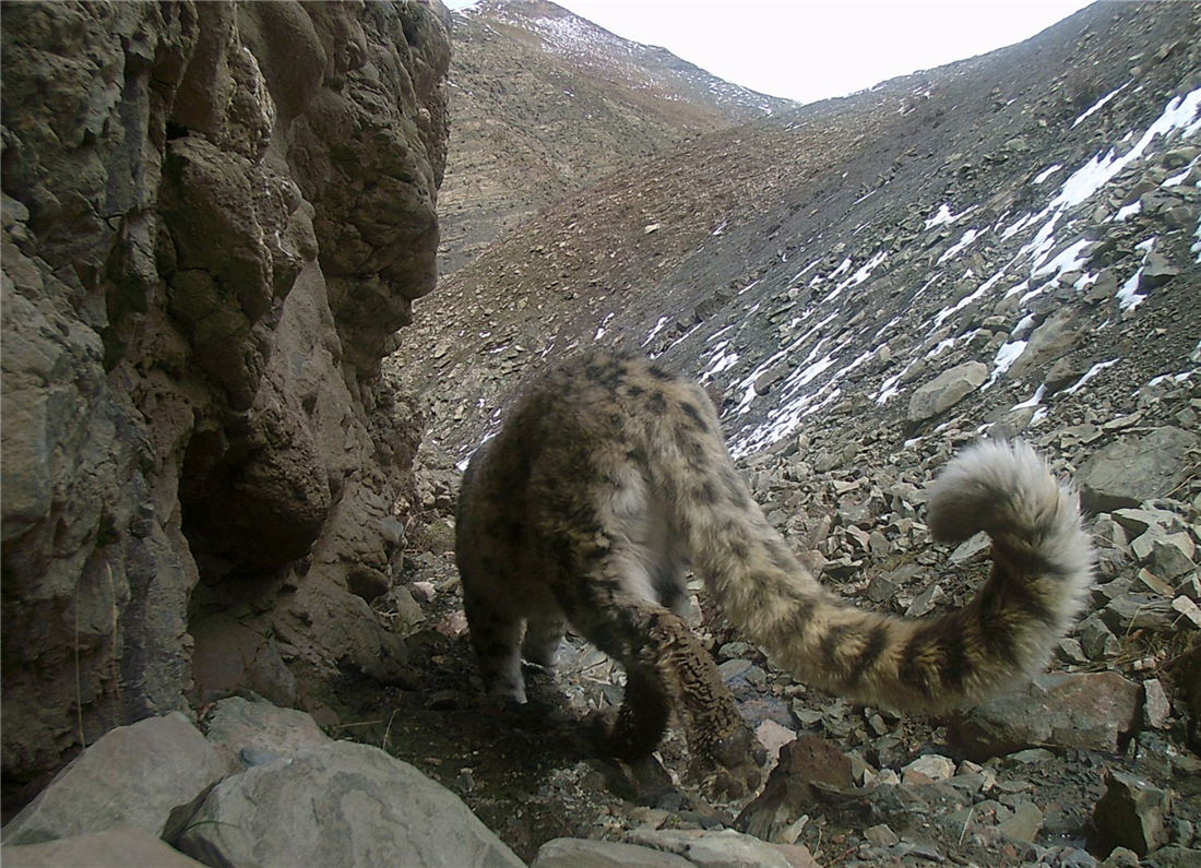 棕熊|祁连山发生什么？雪豹在刨土，狼追着红豺跑，连罕见的棕熊也来了