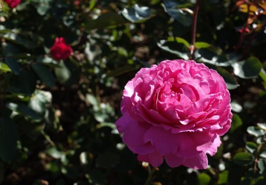 #属龙#6月上旬开始，生活添福添喜，4属相财运大增，事事顺心如意