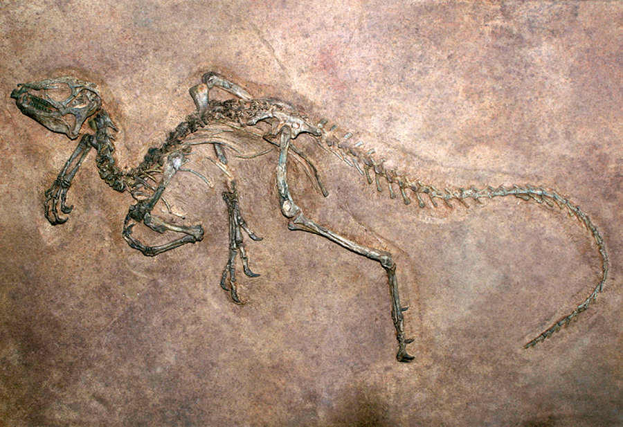 【化石】地球上最尴尬的事:交配时变琥珀,4100万年后还要被围观