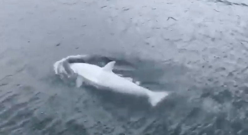 鲸鱼|罕见的白鲸“地球上可能只剩下五条同类的鲸鱼之一”在镜头中被捕捉