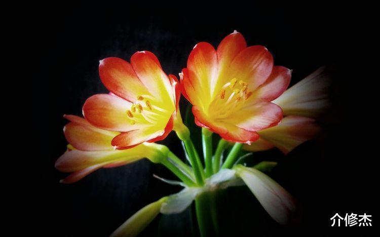 生肖|最近三天，有财星入命，被好运笼罩，事业高升，开启新生活的生肖