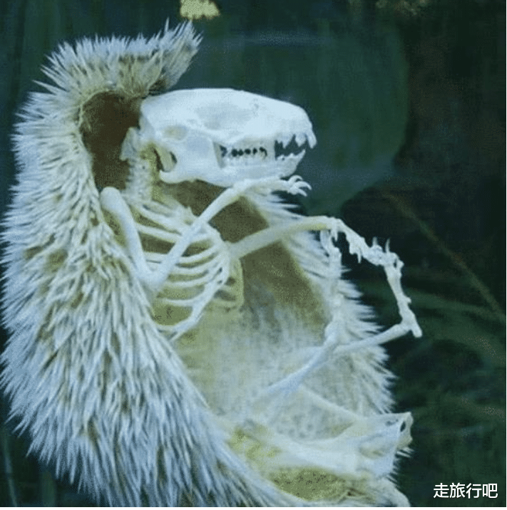 大熊猫▲4种动物死后的骨架，第2个一眼认出，大熊猫太让人意外