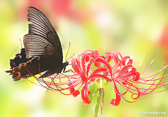 『运势』6月28日运势不断提高，4属相吉祥鸿运，财路大红大紫，大吉大利