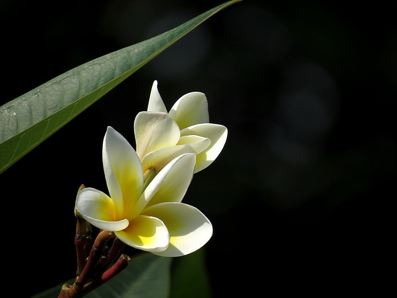 『生肖』未来一周，姻缘上上签，接二连三撞桃花，脱单指日可待的四大生肖