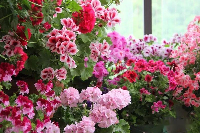 @7㎡迷你“阳台造园”：小阳台这样布置，也能美成的花园