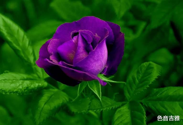 运势|接下来三天，好运如影随形，3生肖“浴火重生”，财运鲤跃龙门