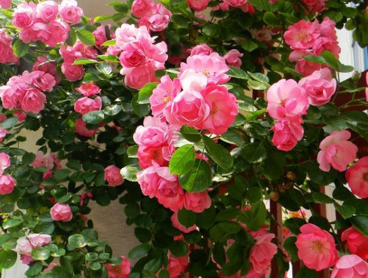 |未来一周，4属相好运进家，横财接二连三，日子越过越舒心