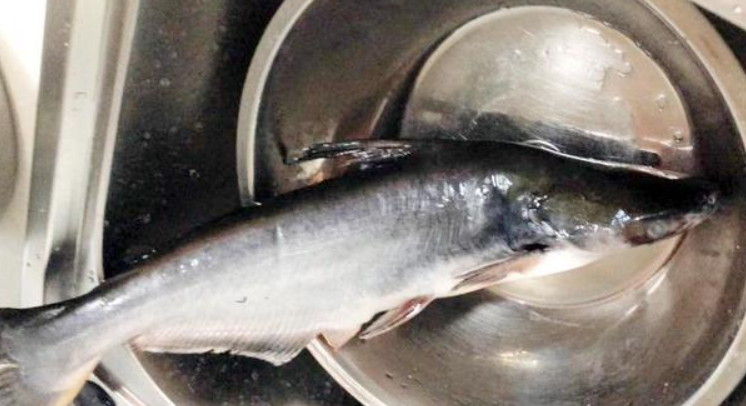 龙利鱼|为什么备受家长喜爱的龙利鱼,却遭海鲜摊老板嫌弃:反正我是不吃