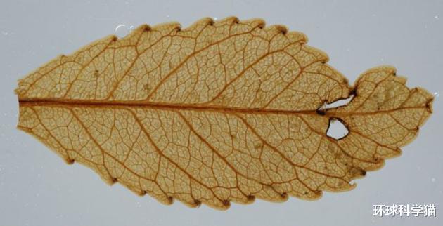 科学家|科学家发现2300万年前的“树叶”！给人类提了个醒？