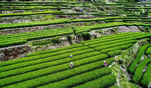 地道农旅 2021乡村振兴，地道君给你四大“钱”途！
