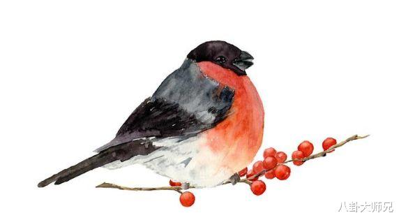 『』心理测试：4只报喜鸟，你选哪只？测你4月份有多幸运！真准