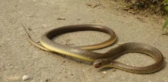 []世界上唯一和蛇长的一模一样, 可却不是蛇的动物现已濒临灭绝