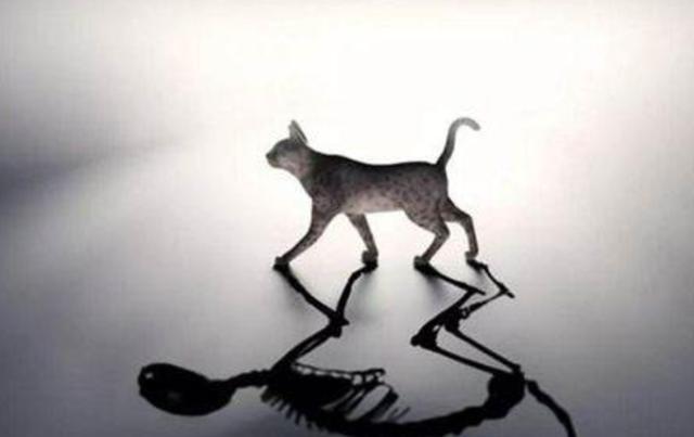 [科学家]1952年，日本的陶乐德事件是怎么回事，平行宇宙真的存在吗？